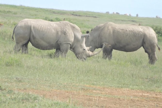 Thrilling 6 Days Amboseli-Lake Nakuru-Maasai Mara Budget Safari - Lodging, meals, and the camping question