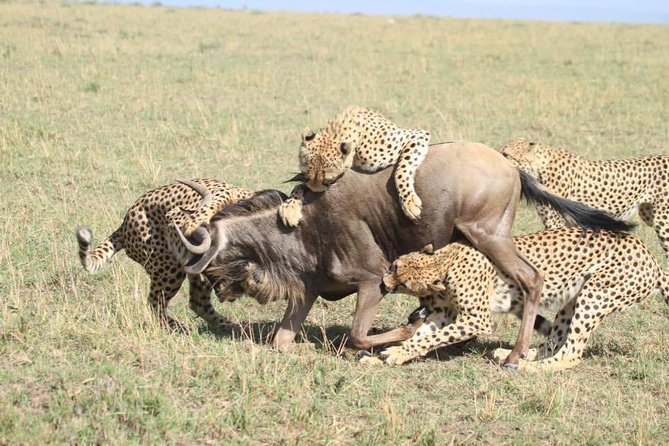 Thrilling 6 Days Amboseli-Lake Nakuru-Maasai Mara Budget Safari - Day one: elephants beneath Mount Kilimanjaro