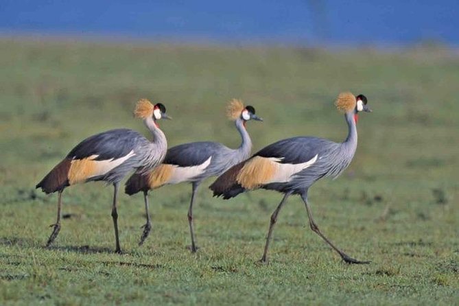 Tour: Giraffe Center and Nairobi National Park - The lunch break and the missing extras
