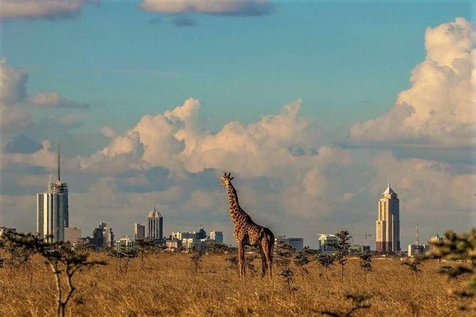 Tour: Giraffe Center and Nairobi National Park - Three hours inside Nairobi National Park