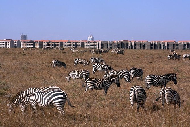 Tour: Giraffe Center and Nairobi National Park - Is $176 good value?