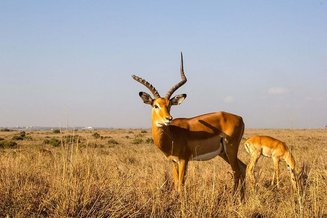 Tour: Giraffe Center and Nairobi National Park - Who should book this experience?