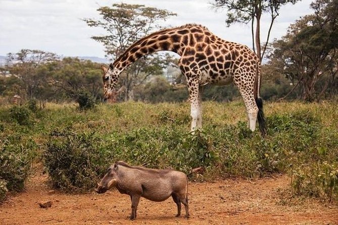 Tour: Giraffe Center and Nairobi National Park - Starting at the Giraffe Centre