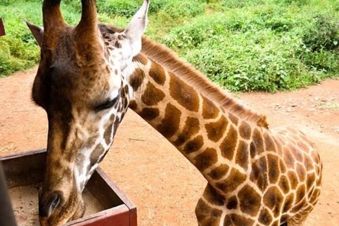 Tour Giraffe Center,Karen blixen and lunch carnivore restaurant - Starting with Nairobi hotel pickup at 8:00 a.m.