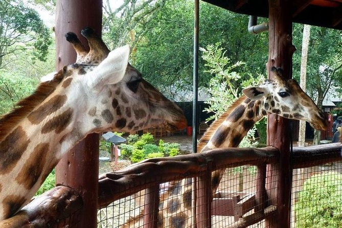 Tour Giraffe Center,Karen blixen and lunch carnivore restaurant - Taking a charcoal-grilled lunch at Carnivore