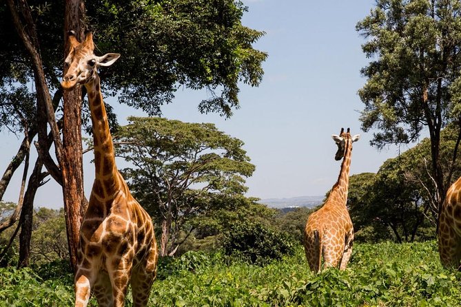 Tour Giraffe Center,Karen blixen and lunch carnivore restaurant - Meeting Rothschild’s giraffes at the Giraffe Centre