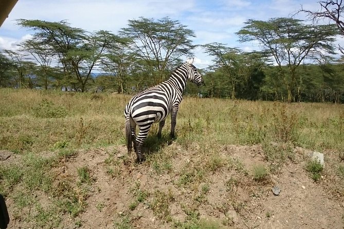 Tour Nairobi National Park - Why Nairobi National Park works for a short safari