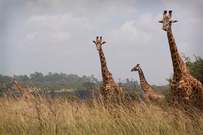 Tour Nairobi National Park - Who should book this Nairobi game drive?