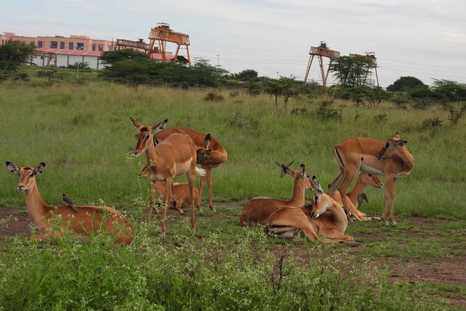 Tour Safari; Nairobi National Park - Why Nairobi National Park works so well for a short safari