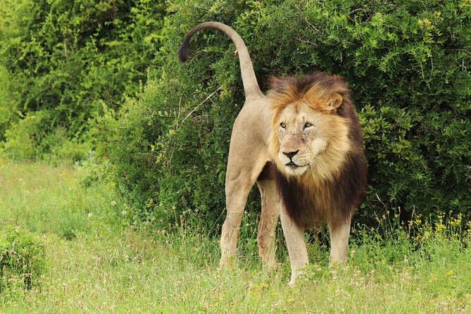Tour Safari; Nairobi National Park - Why an early start improves the experience