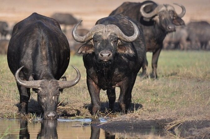 Tour Safari; Nairobi National Park - The optional bead-factory visit after the game drive