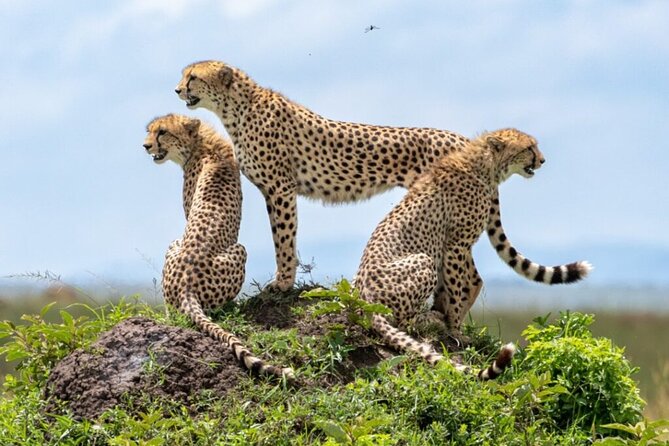 Tour Safari; Nairobi National Park - Five hours among lions, rhinos, and open plains