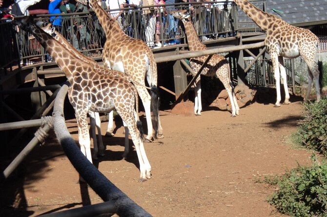 Tour to Giraffe Center from Nairobi - What the $65 Nairobi giraffe tour actually includes
