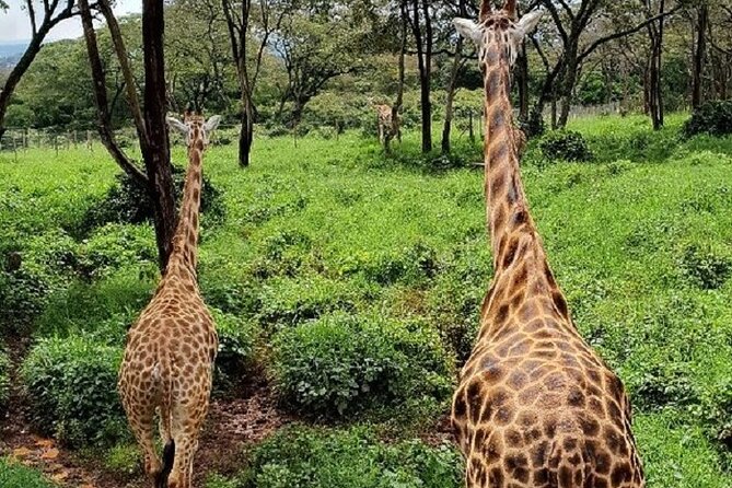 Tour to Giraffe Center from Nairobi - Taking the one-hour Gogo River nature walk