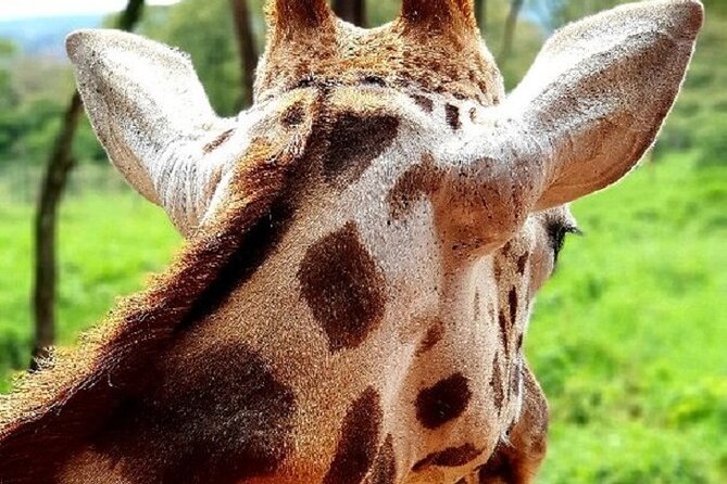 Tour to Giraffe Center from Nairobi - Why the guide can make or break the morning