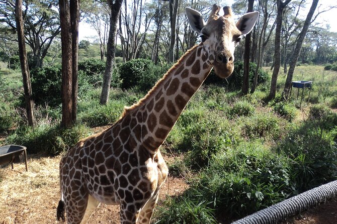 Tour to Giraffe Center from Nairobi - Timing, crowds, and the real three-hour schedule