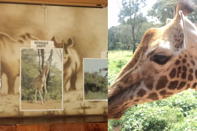Tour to Giraffe Center from Nairobi - Who will enjoy this experience most