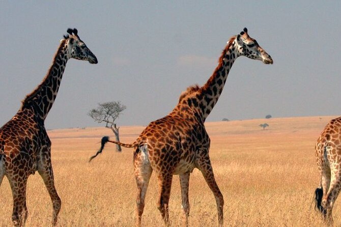 Tour to Hells Gate National park & L Naivasha boat ride - The Great Rift Valley viewpoint