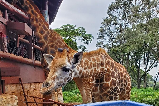 Tour to the Nairobi Giraffe Centre & Optional Elephant Orphanage - Why this makes a good Nairobi half-day