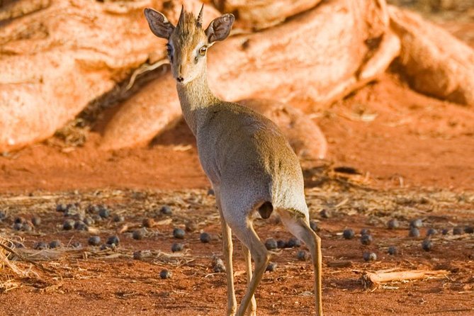 Tsavo East 1 Day Safari, Beach To Beach In 4wd Jeep - Guides, comfort, and the private format