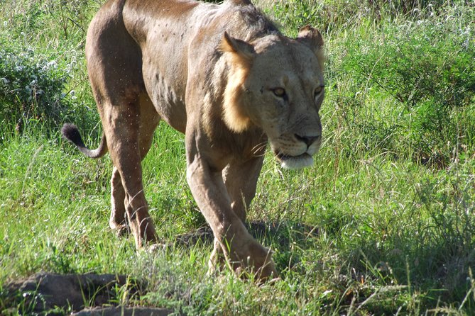 Tsavo East Amboseli and Tsavo West Safari 4 Days starting Malindi - Day 2: Amboseli and the Kilimanjaro view