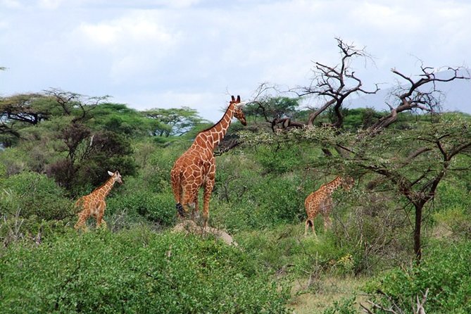 Tsavo East Amboseli and Tsavo West Safari 4 Days starting Malindi - Day 4: One final Tsavo West drive