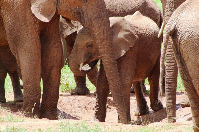 Tsavo East Amboseli and Tsavo West Safari 4 Days starting Malindi - What kind of safari experience is this?