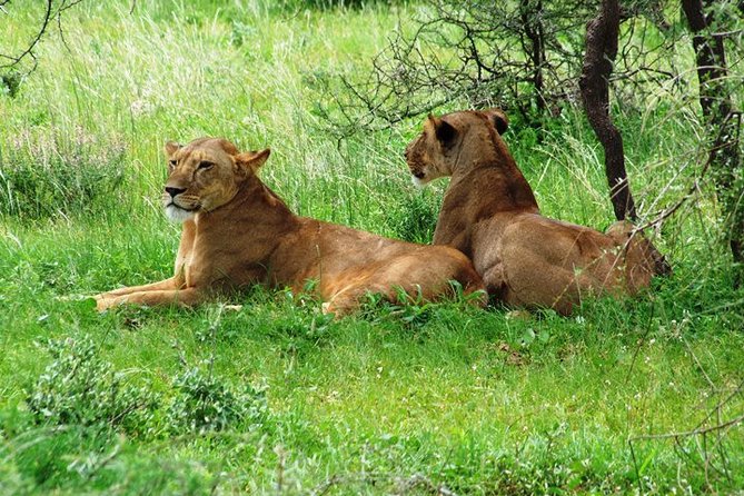 Tsavo East Amboseli and Tsavo West Safari 4 Days starting Malindi - Day 3: Tsavo West and Mzima Springs