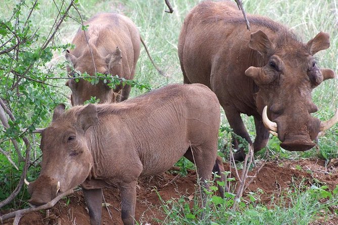 Tsavo East and Ngutuni Sanctuary Safari 3 days from Mombasa - Day one: arriving at Ngutuni by 10:30 a.m.