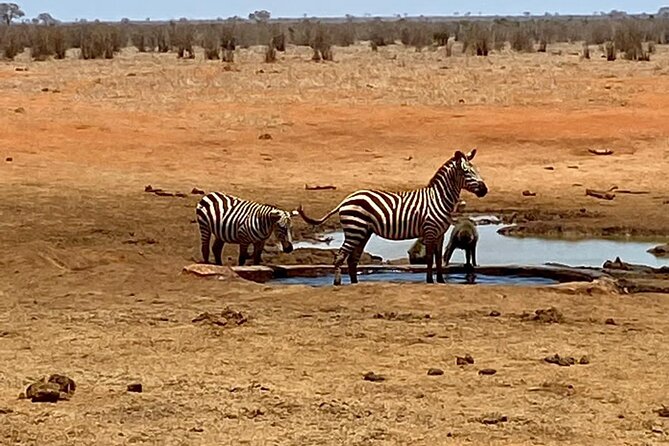 Tsavo East and Ngutuni Sanctuary Safari 3 days from Mombasa - Wildlife, guides, and the value of a private safari