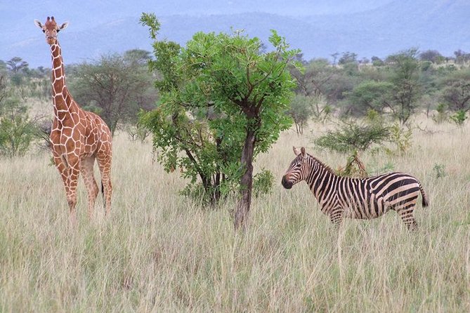 Tsavo East and Ngutuni Sanctuary Safari 3 days from Mombasa - Ngutuni Lodge and the water hole