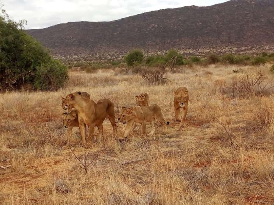 Tsavo East National Park : 2 Day Tour From Mombasa - Why Tsavo East works for a short safari