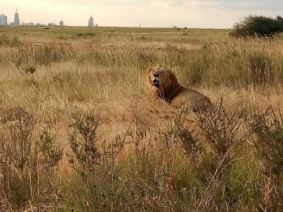 Tsavo East National Park : 2 Day Tour From Mombasa - The first afternoon game drive