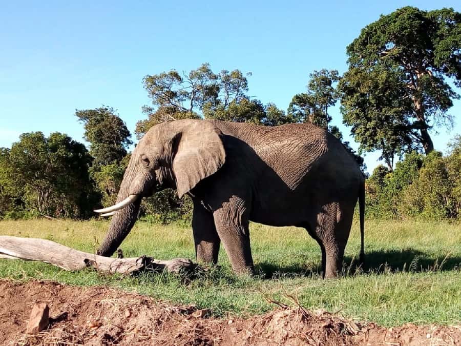 Tsavo East National Park : 2 Day Tour From Mombasa - Sunrise, breakfast, and the return to Mombasa