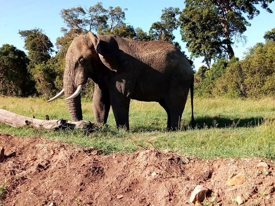 Tsavo East National Park : 2 Day Tour From Mombasa - Comfort, access, and the pace of the day