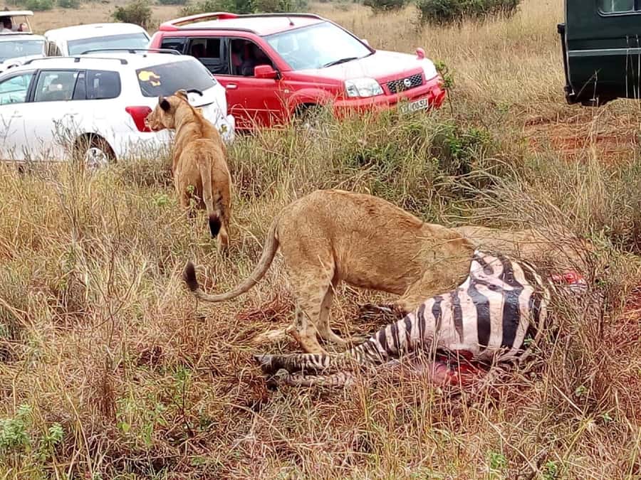 Tsavo East National Park : 2 Day Tour From Mombasa - My verdict on the Julimas Safaris experience