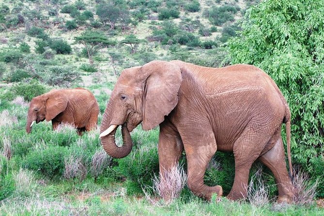 Tsavo East National Park 2 days Voi Safari Lodge from Mombasa. - Why Tsavo East works well for a short safari