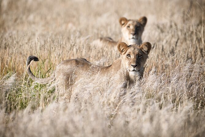 Tsavo East National Park 2 days Voi Safari Lodge from Mombasa. - The afternoon search for lions and buffaloes