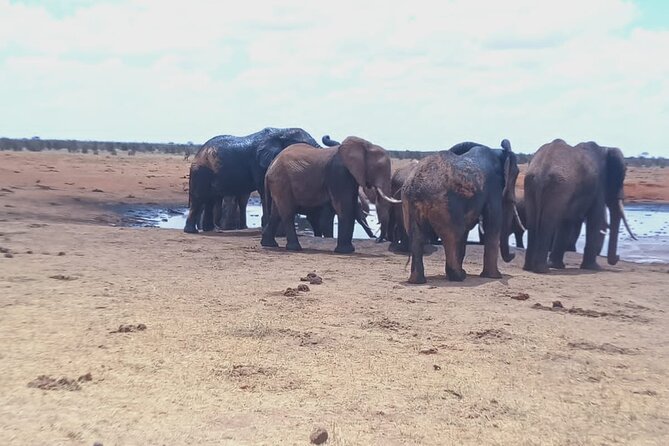 Tsavo East National Park 2 days Voi Safari Lodge from Mombasa. - The 06:30 morning drive on Day 2