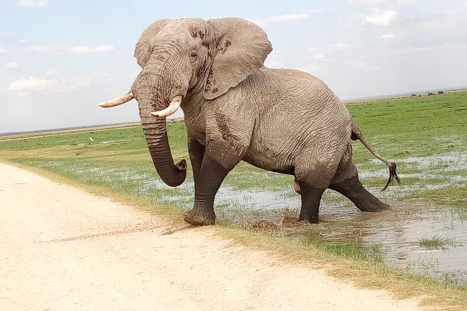 Tsavo East & west, Amboseli 5days from Mombasa - Why this Mombasa safari route works