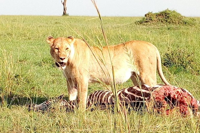 Tsavo East & west, Amboseli 5days from Mombasa - Day five: Nairobi, Emali, and the journey home