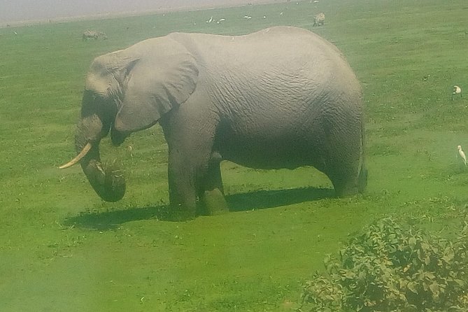 Tsavo East & west, Amboseli 5days from Mombasa - Lodges, meals, and what the price covers