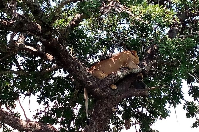 Tsavo East & west, Amboseli 5days from Mombasa - Timing, comfort, and practical preparation