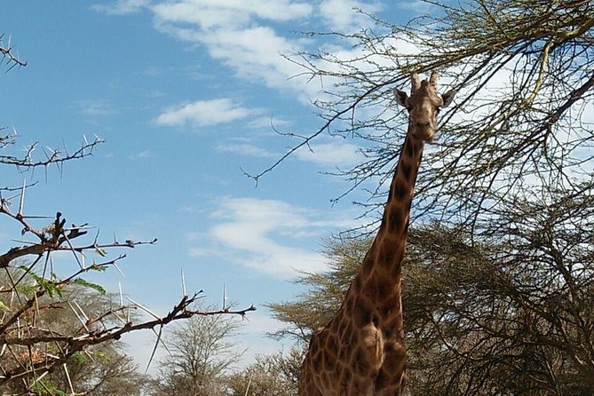 Tsavo East & west, Amboseli 5days from Mombasa - Day one: Tsavo East and Voi Safari Lodge