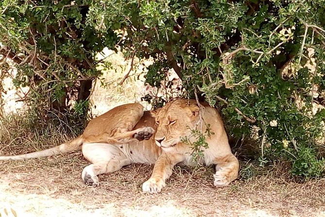 Tsavo National Park Small group Day trip - Game drives built around wildlife sightings