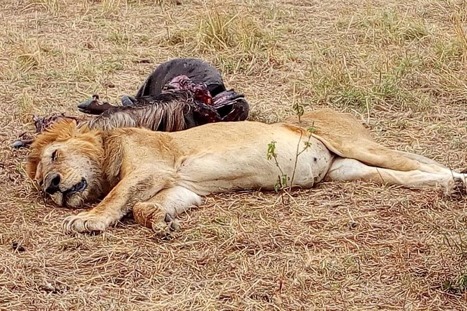 Tsavo National Park Small group Day trip - The return to Mombasa can test your patience