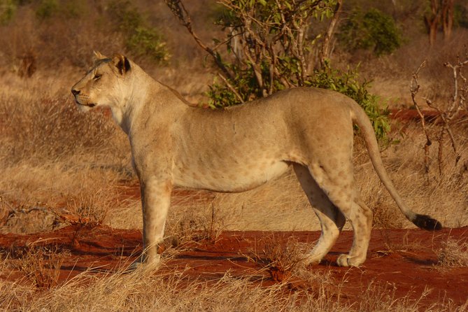 Tsavo National Park Small group Day trip - What the $140.42 price really buys