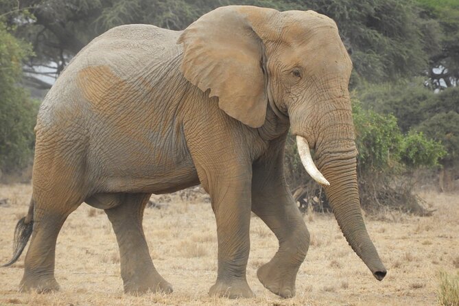 Two Nights (Mid-Range) Amboseli safari - Day one: Nairobi, the Great Rift Valley, and the Masai Mara