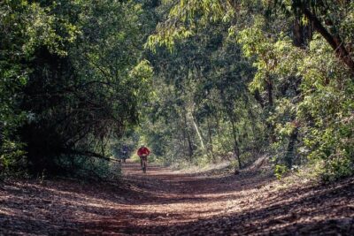 Urban Forest Tour in Nairobi