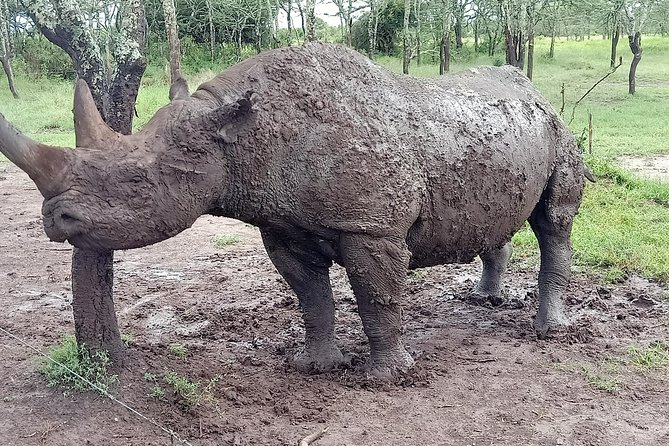 Vegans special safari - Day 5: Lake Naivasha and Crescent Island